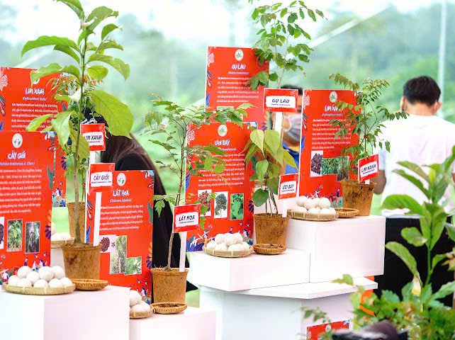 Triệu đôi tay cùng OMO trồng 1 triệu cây xanh