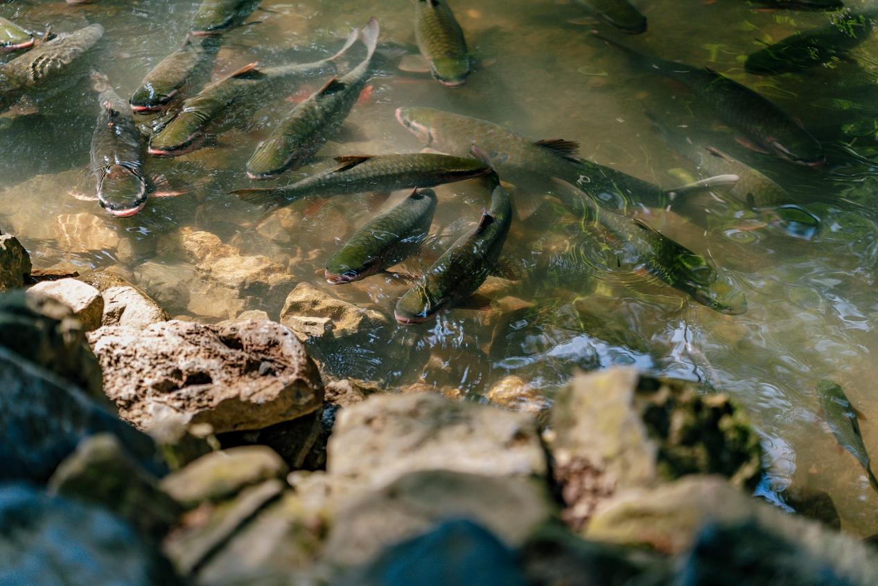 Giải mã “kỳ quan” Suối Cá Thần 